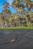 Giant Sea Turtle on Black Sand Beach