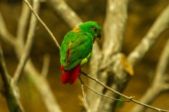 Green and Red Bird