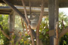 Koala Bear Sleeping