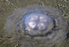 Large Jellyfish on Beach