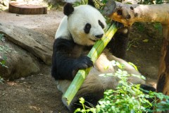 Panda Bear Eating