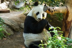 Panda Bear Eating Bamboo