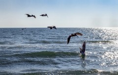 Pelican Birds Diving into Ocean