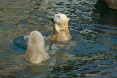 Polar Bears