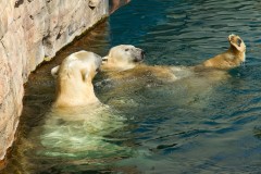 Polar Bears Swimming