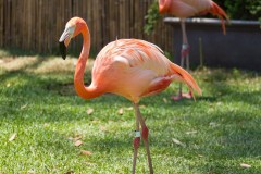 Single Pink Flamingo