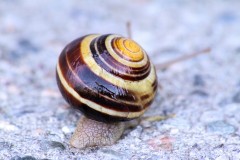 Snail on Cement