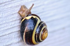 Snail on Wall