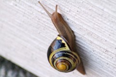 Snail on Wall