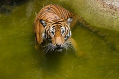 Sumatran Tiger