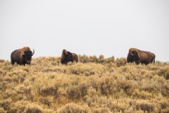 Three Bison in a Field