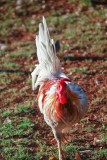 Wild Rooser at Kauai