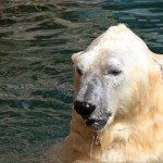 Wildlife Photography Gallery
