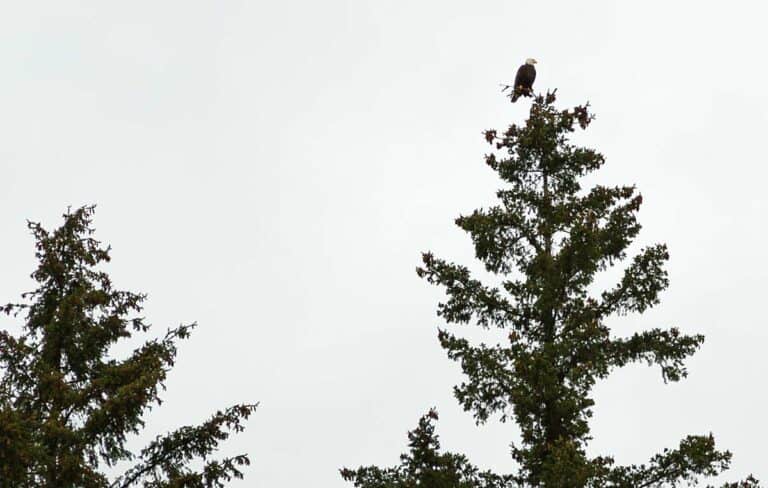 Bald Eagle On Top of Tree Photo