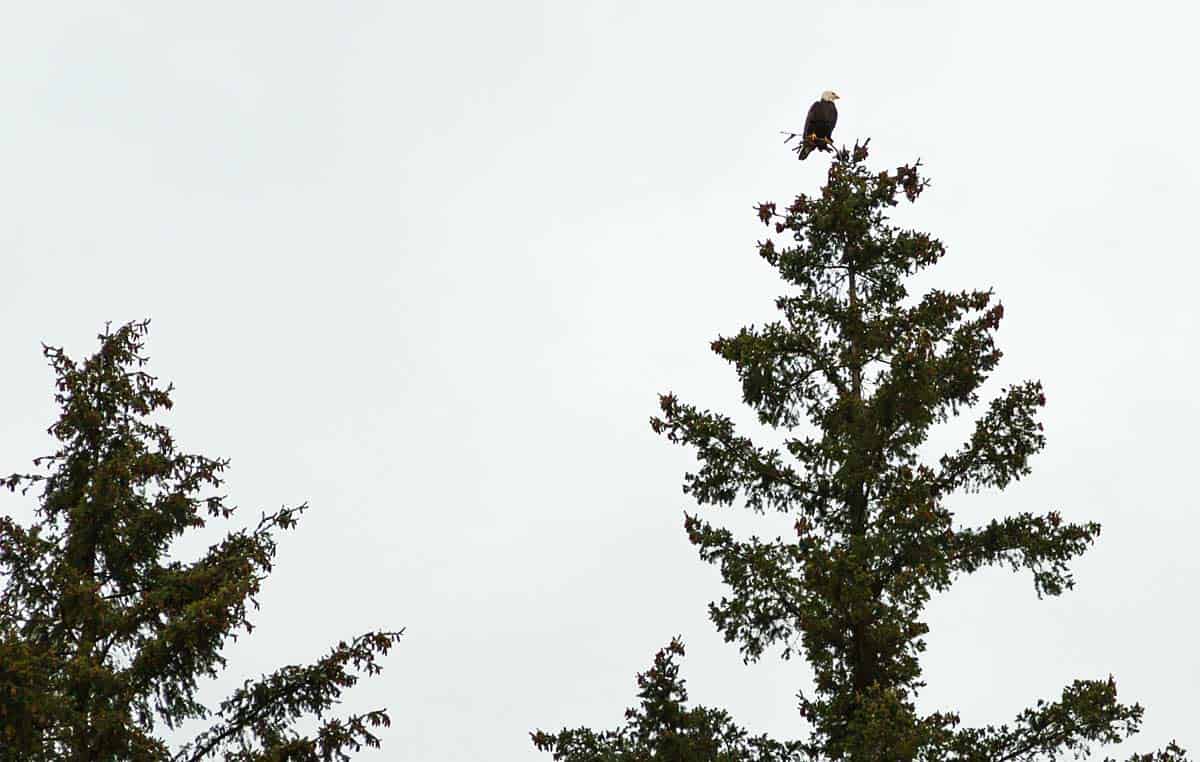 Eagle on Top of Tree