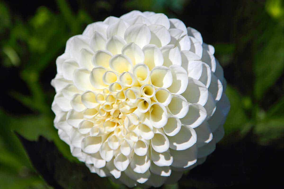 White Flower Close Up Photo