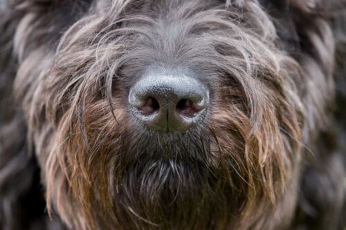 Goldendoodle Puppy Nose Close Up Photo