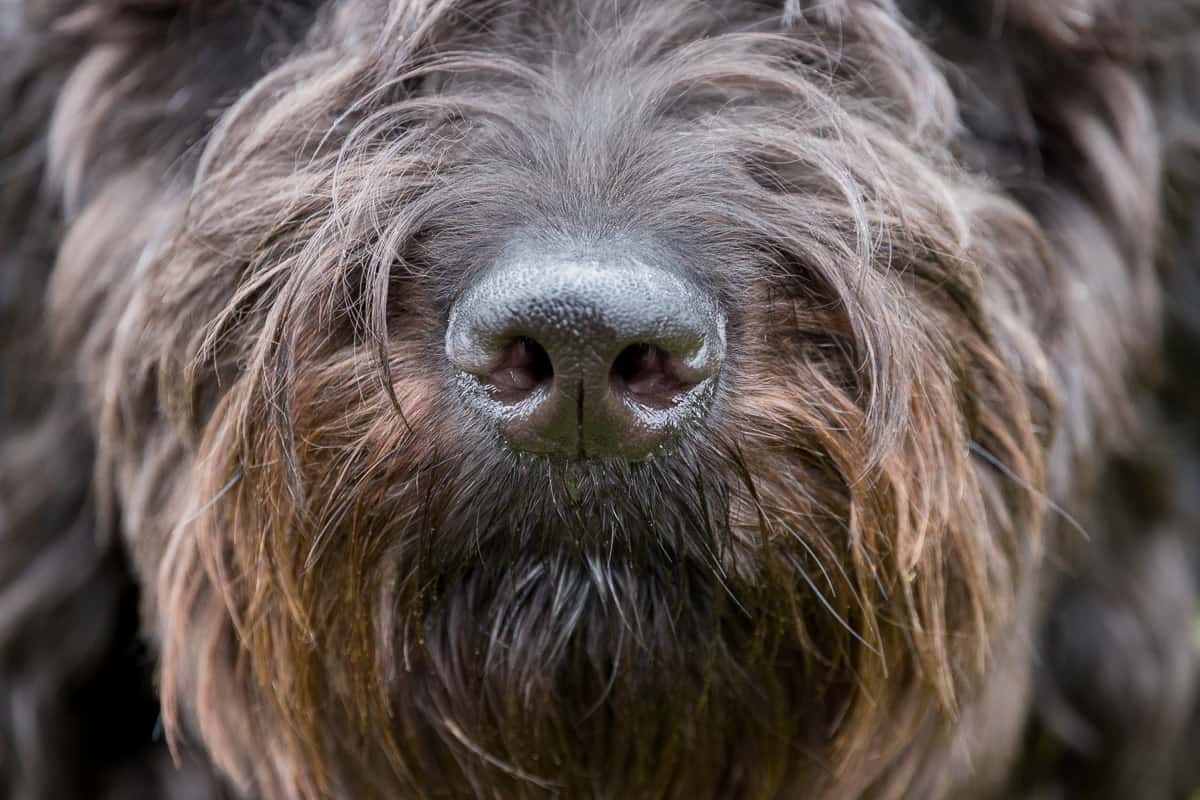 Goldendoodle puppy nose close up