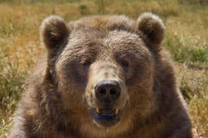 Brown Bear Face Close Up Photo