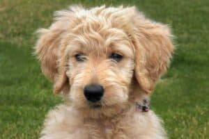 Goldendoodle Puppy Dog Sitting Photo