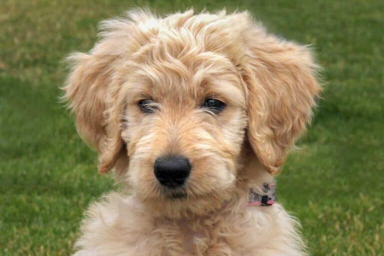 Goldendoodle Puppy Dog Sitting Photo