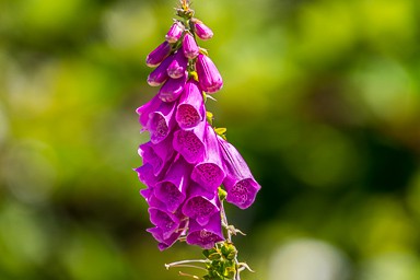 Foxglove Flower