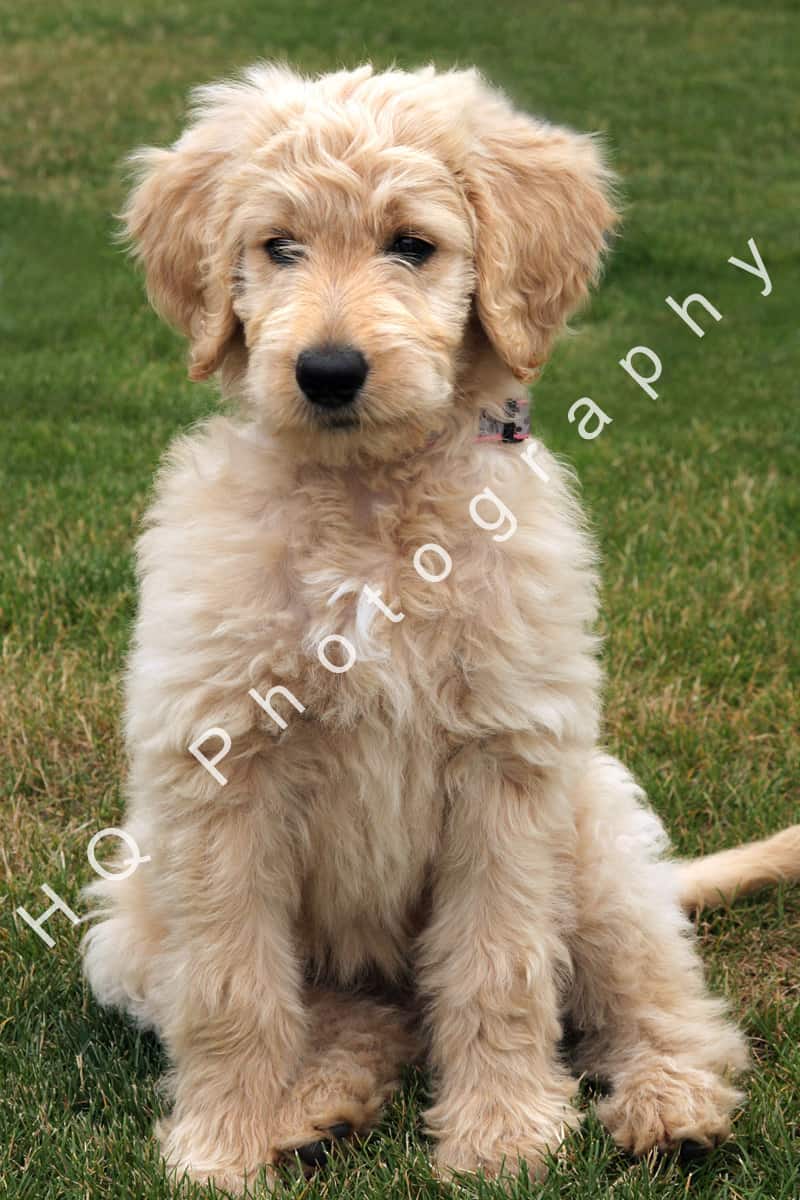 Goldendoodle dog sitting in the grass.