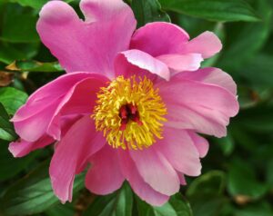 Close Up of Pink Flower Photo