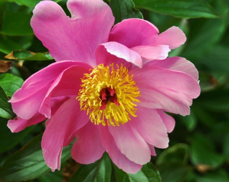Close Up of Pink Flower Photo