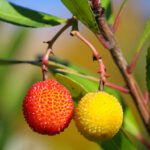 red yellow berries photo