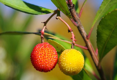 Red & Yellow Berries on Tree Photo Print