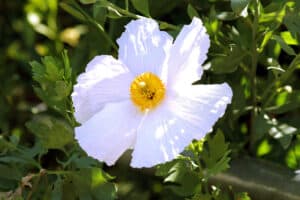 White Flower & Yellow Center Photo Print