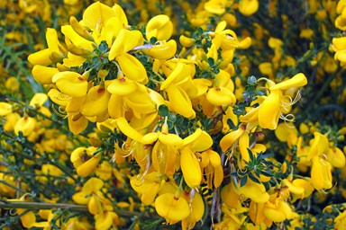 Yellow Flowers Close Up Photo Print