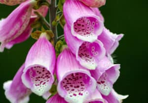 Foxglove Washington State Wildflower Photo Print