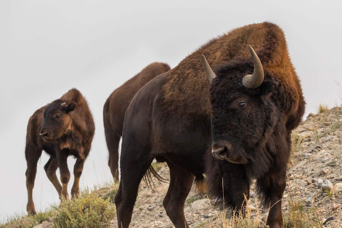 Bison and calf in Yellowstone National Park