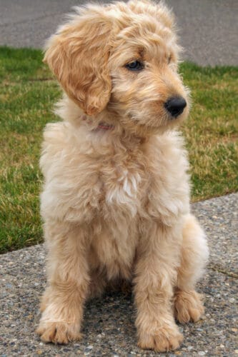 Goldendoodle Puppy Sitting Photo Print