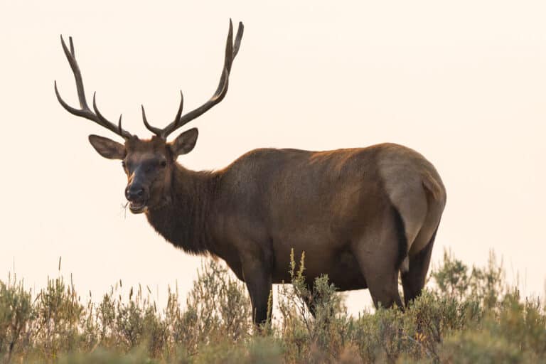 Elk in Yellowstone National Park Photo Print