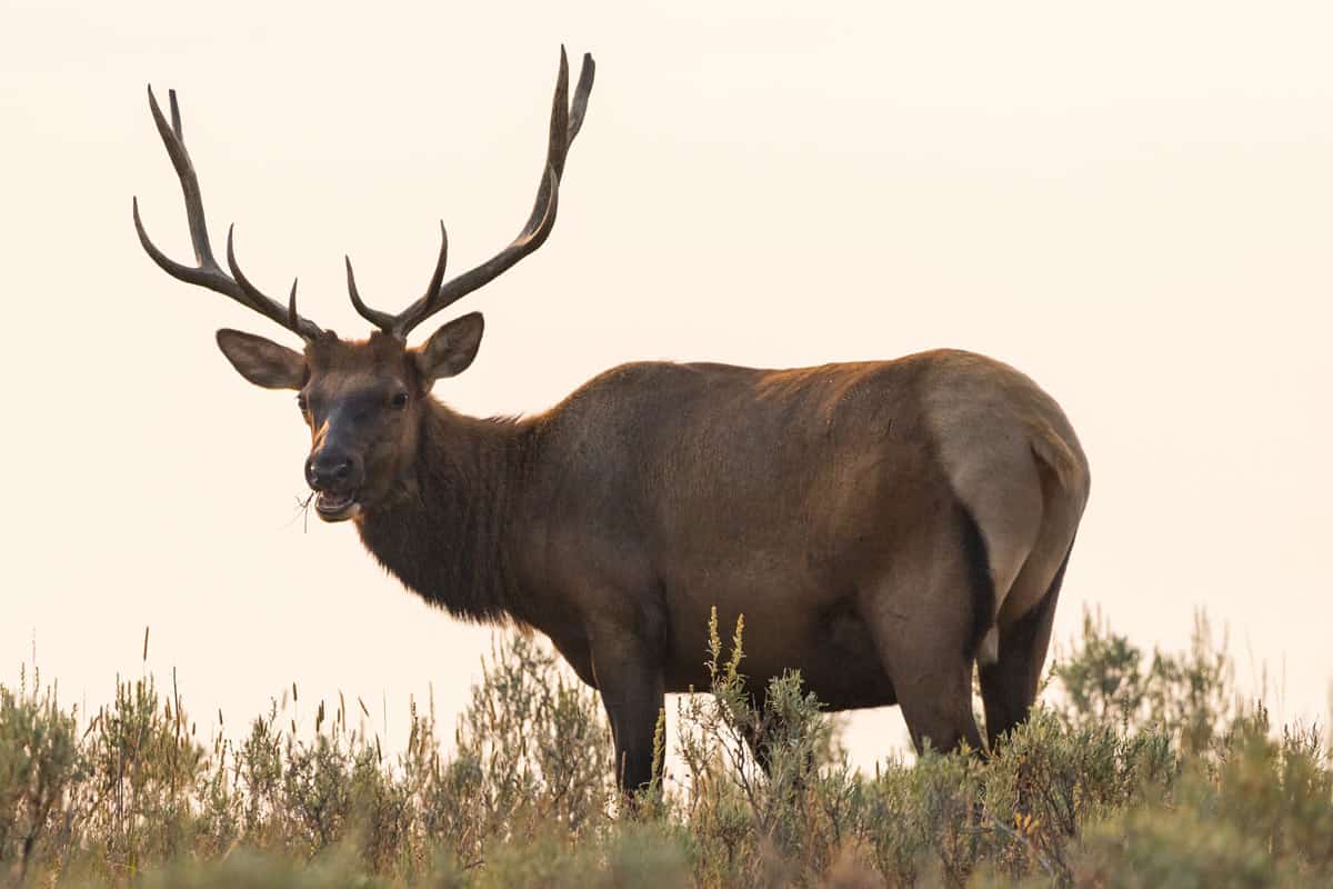 Single Elk