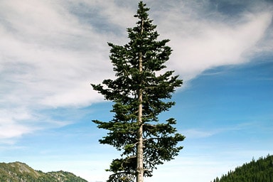 Evergreen Tree in Forest Picture