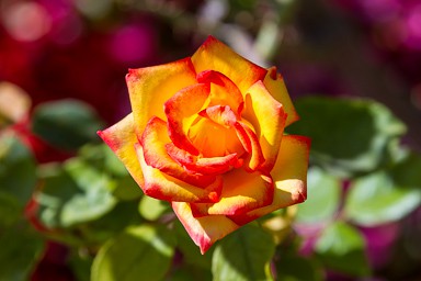 Yellow and Red Rose Flower
