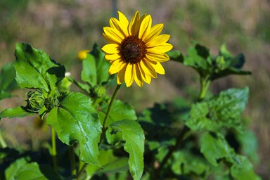 Sunflower Picture