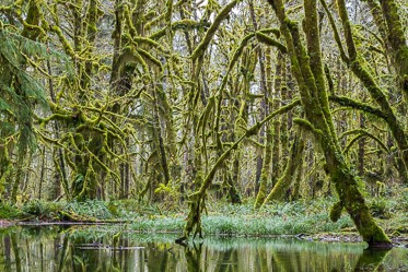 Olympic National Park