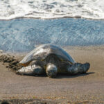 Green Sea Turtle, Hawaii