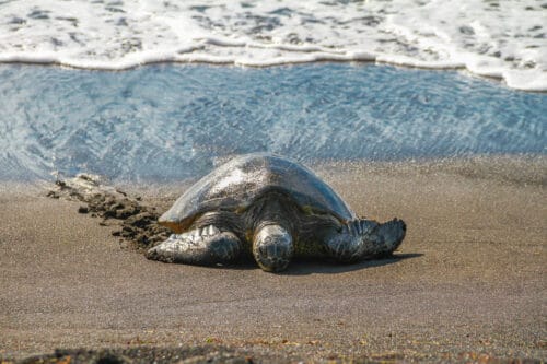 Green Sea Turtle, Hawaii (Photo)