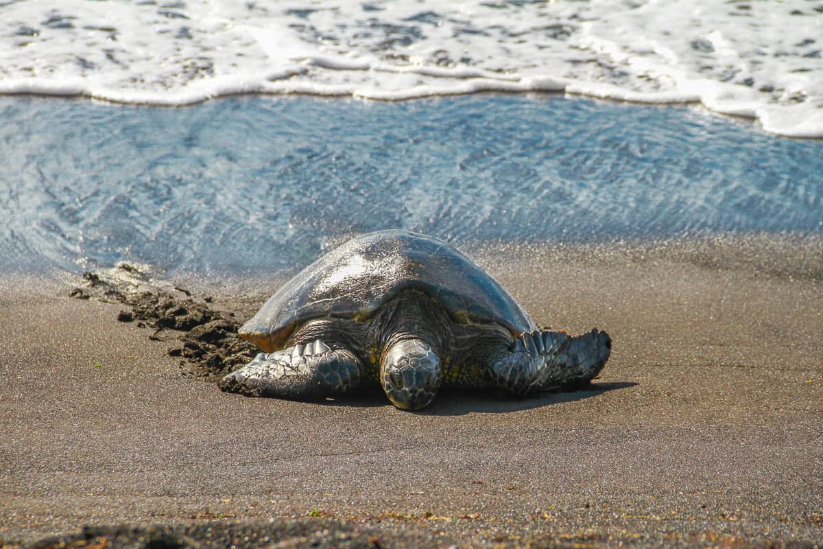 Green Sea Turtle, Hawaii Photo